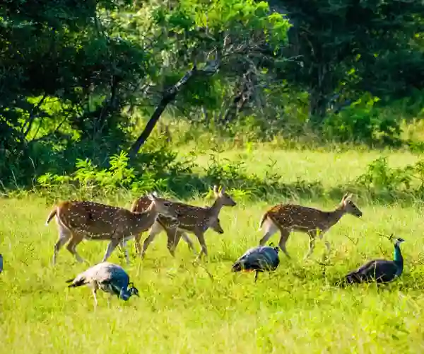 Yala nasjonalpark