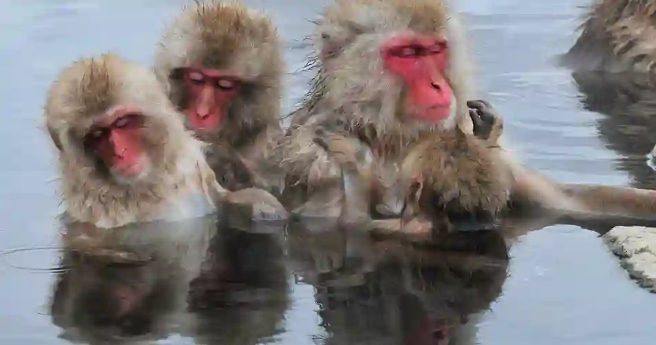 De japanske makakaber