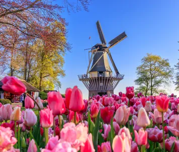 Keukenhof