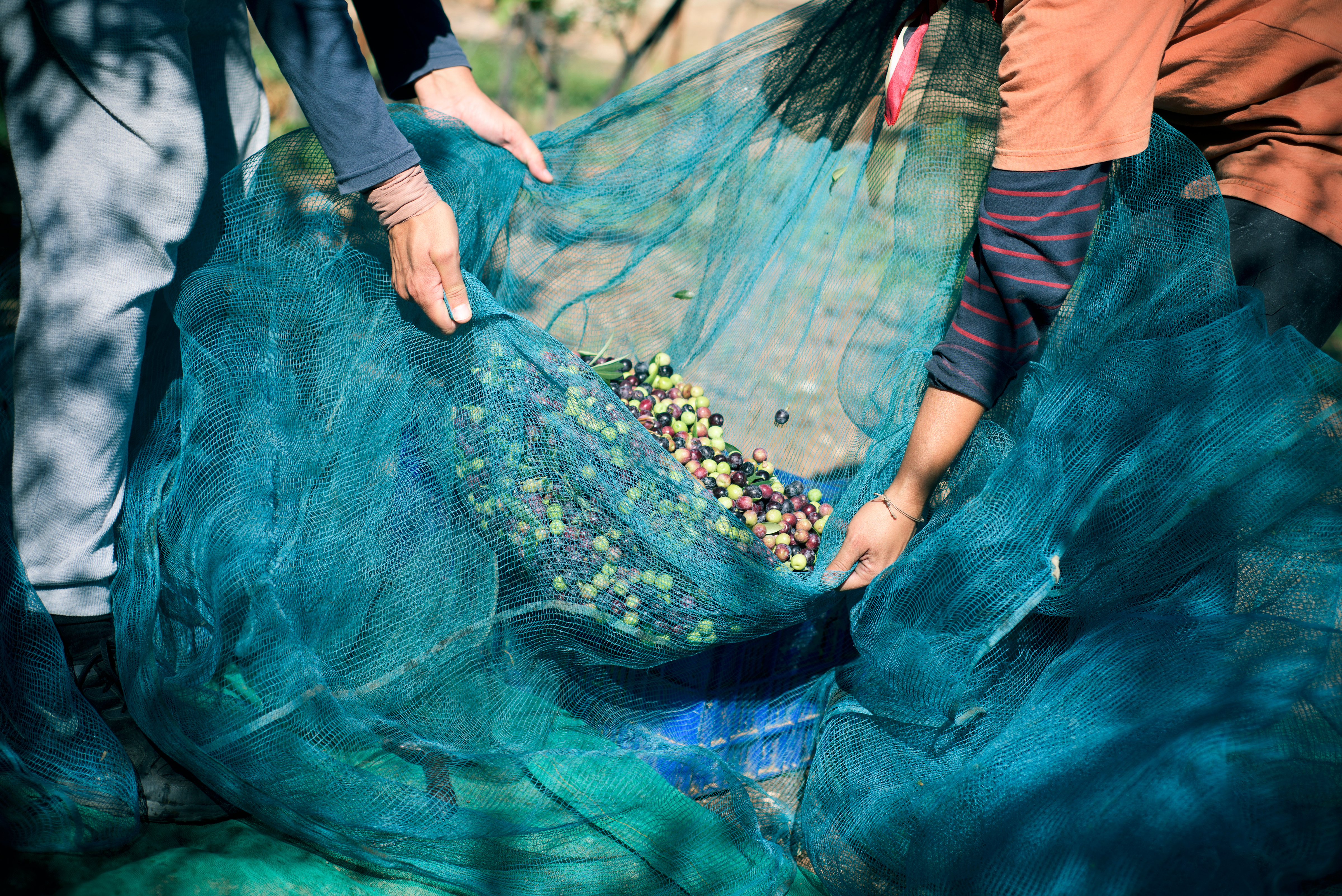 En olivengård i Catalonia