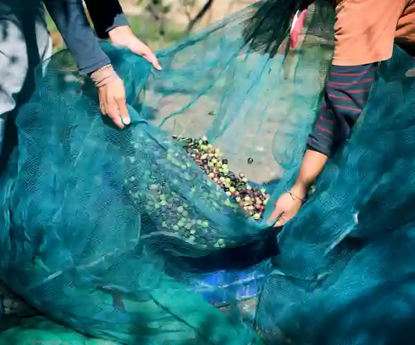 En olivengård i Catalonia