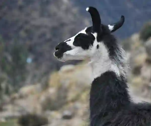 Alpacas ved Regnbuebjerget