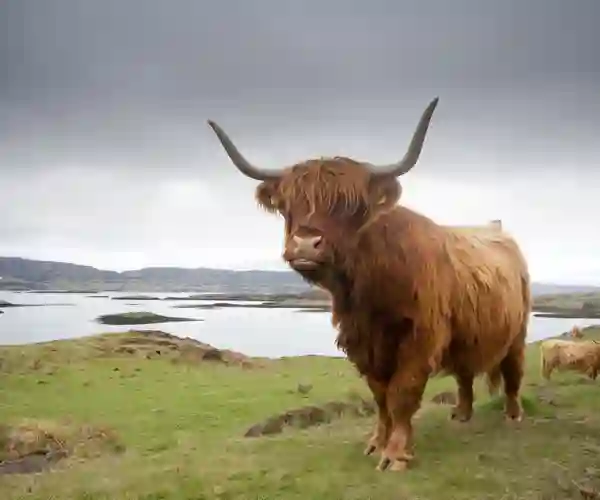 Det skotske højland