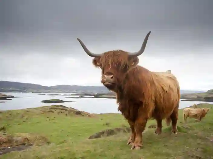 Det skotske højland