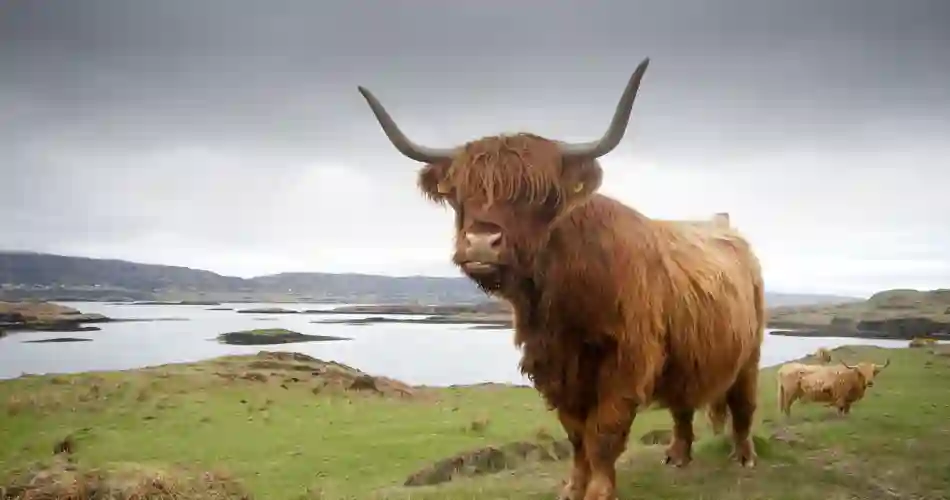 Det skotske højland