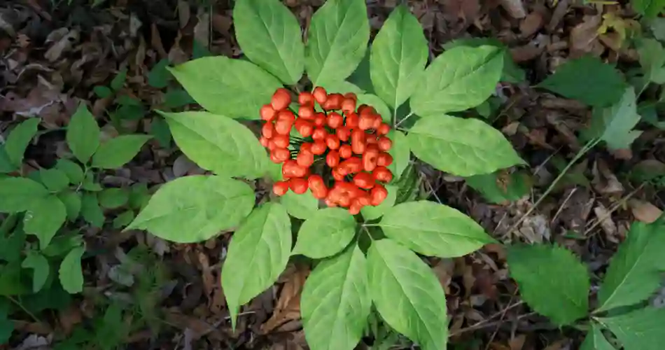 Vild Ginseng Med Bær