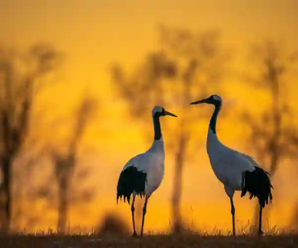 Tranereservatet, Kushiro Zoo