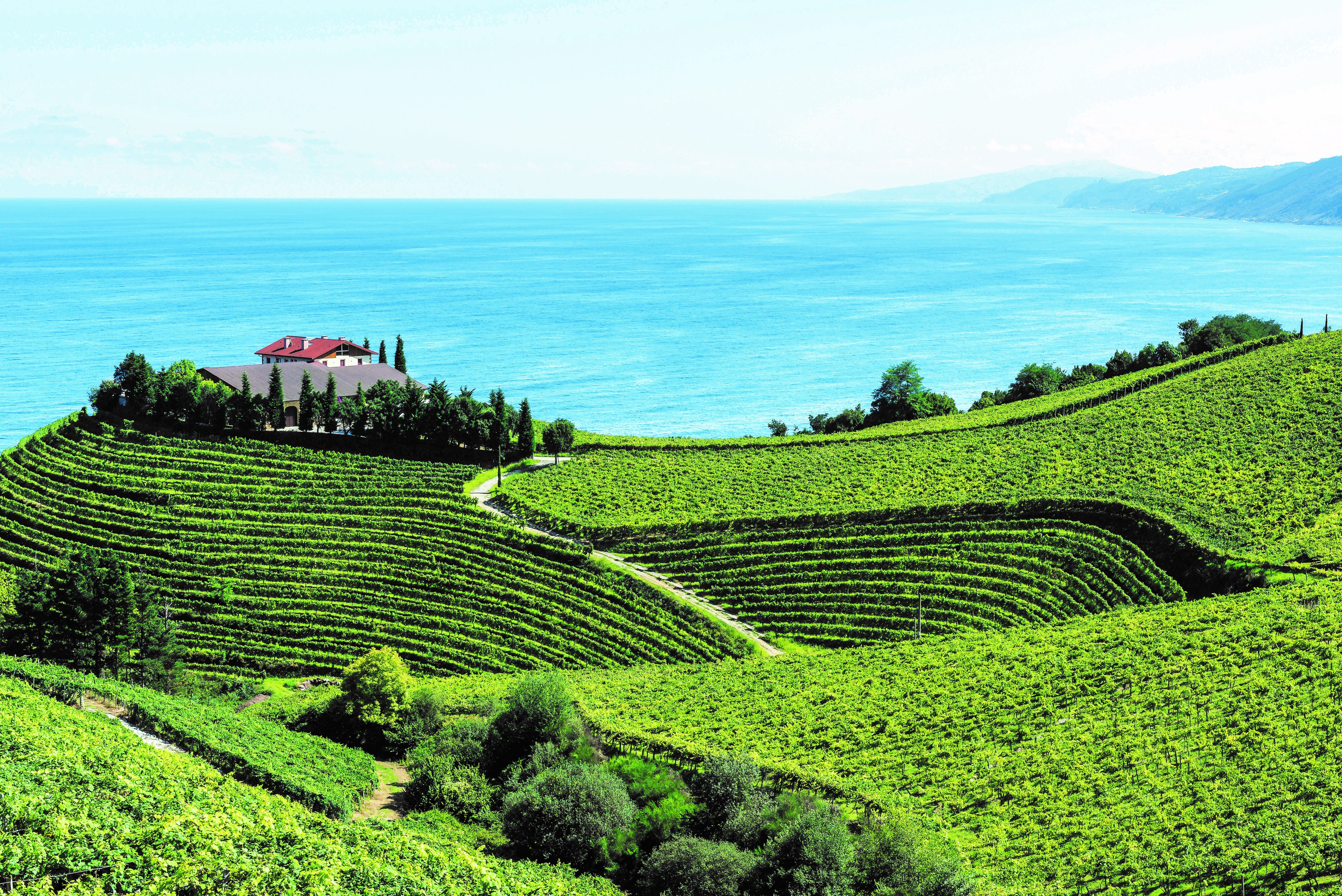 Vingård med gröna kullar vid havet