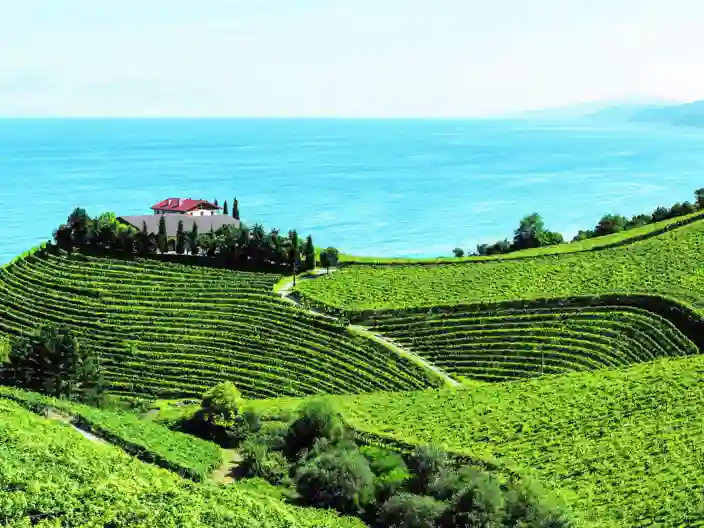 Vingård med gröna kullar vid havet