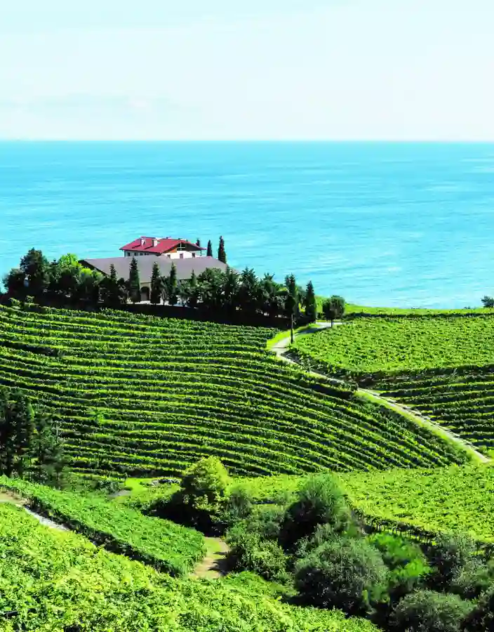 Vingård med gröna kullar vid havet