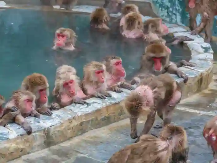 De japanske makakaber