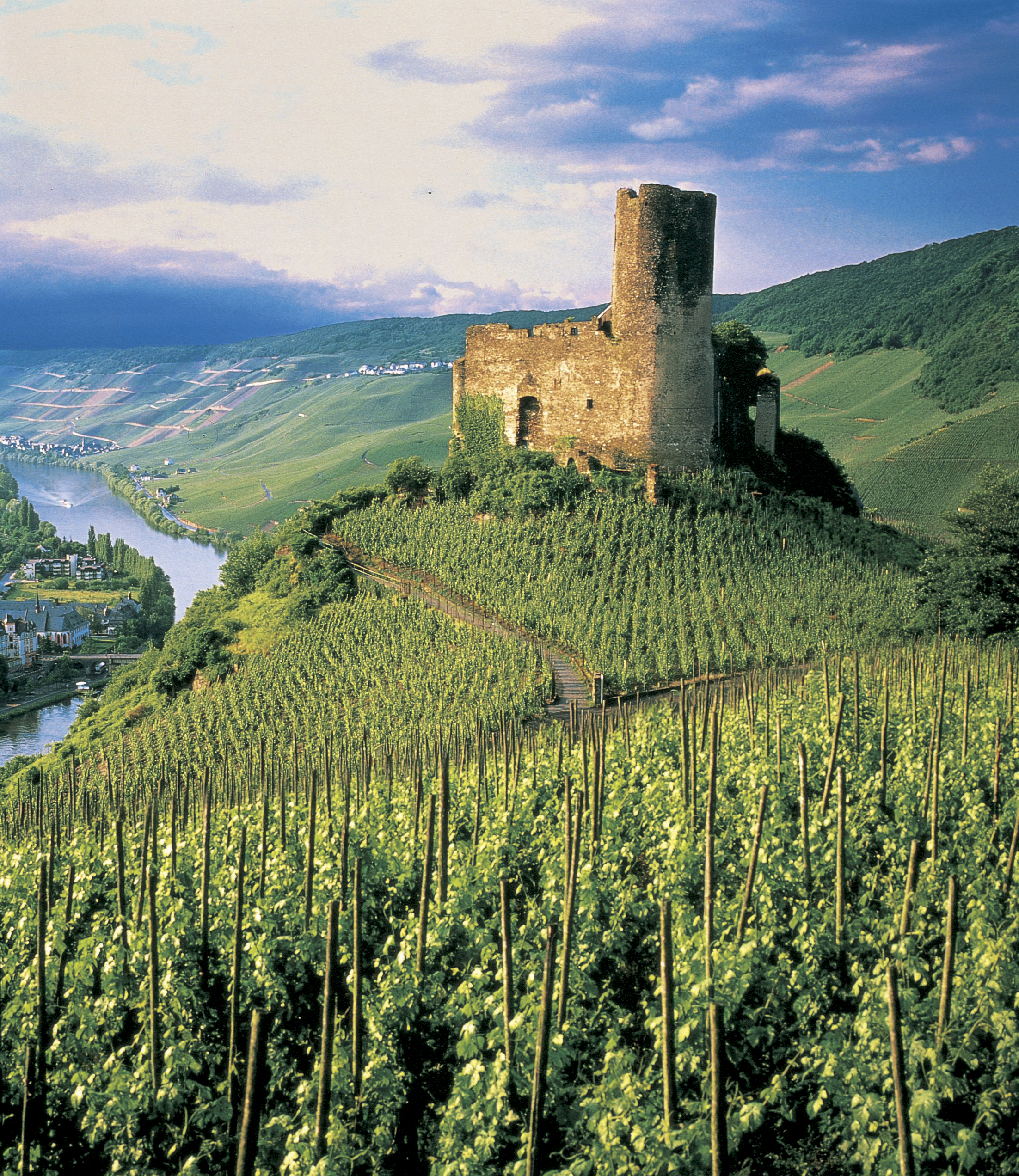 Vy över gröna kullar med vinrankor vid Rhen