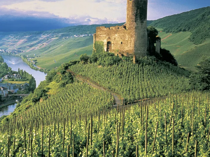 Vy över gröna kullar med vinrankor vid Rhen