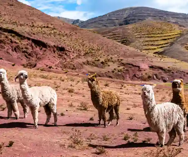Alpacas ved Regnbuebjerget