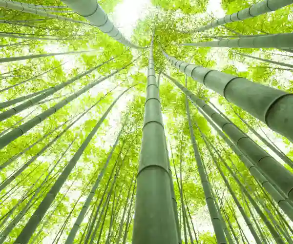 Bambusskogen i Kyoto, Japan