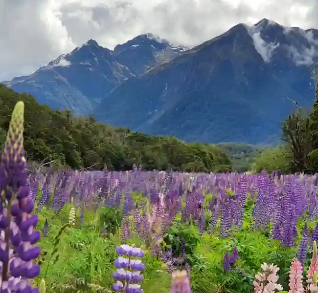 Lupiner och höga berg Nya Zeeland