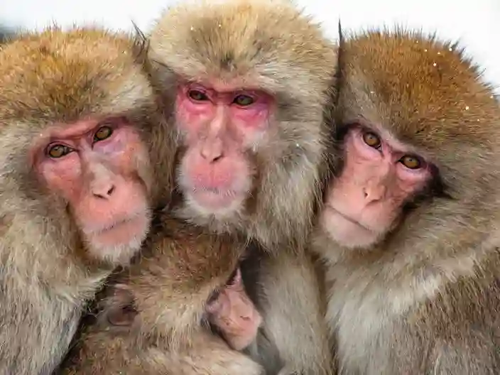 De japanske makakaber
