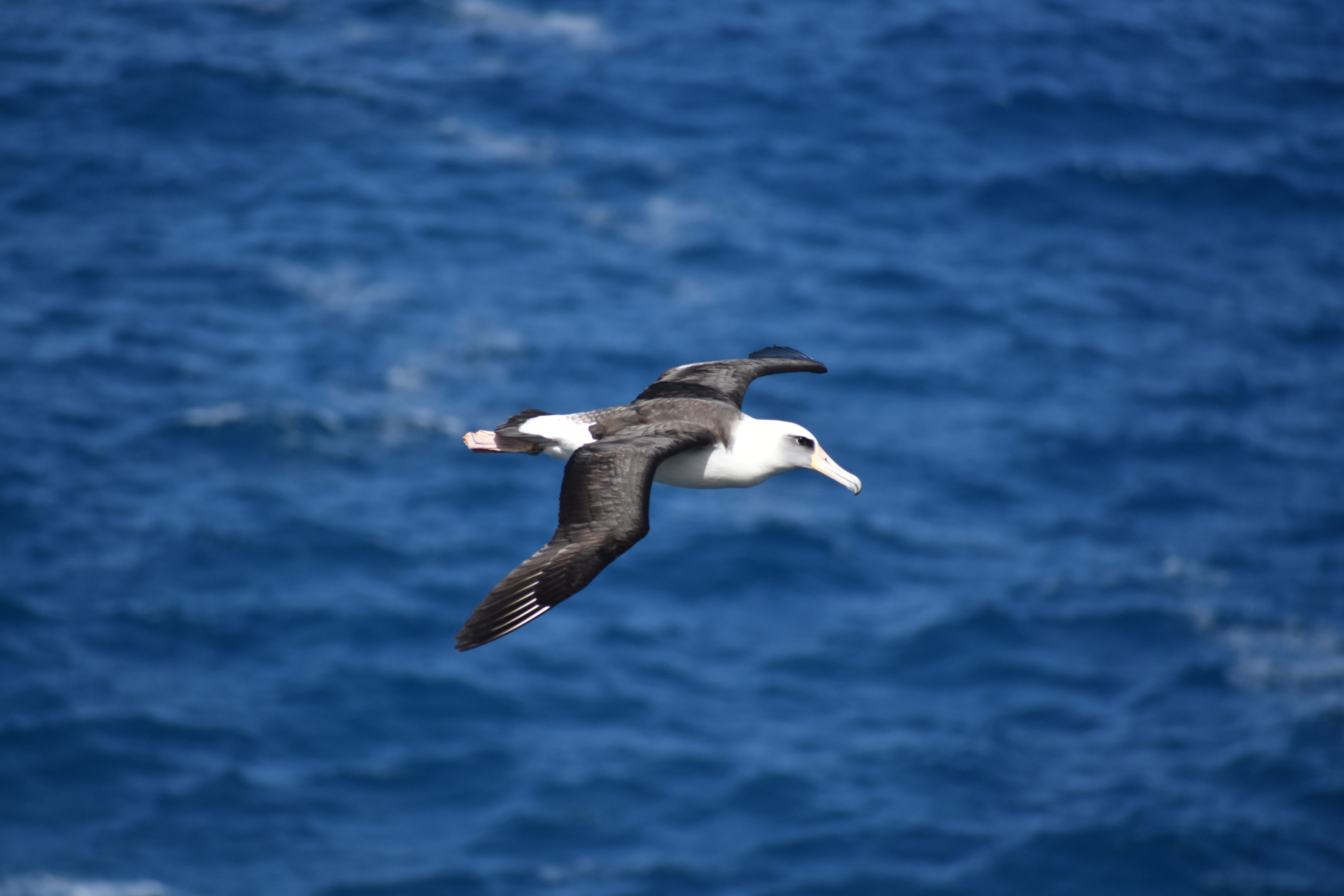 Albatross som flyger över havet