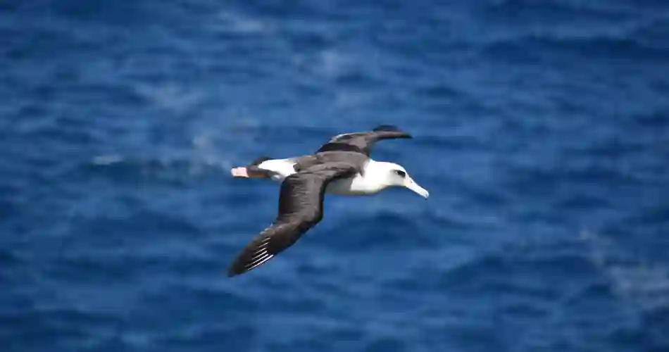 Albatross som flyger över havet