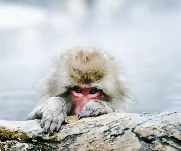 Sneaber, japanske makakaber