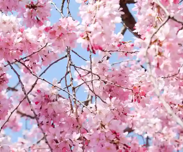 Kirsebærtræerne i blomst
