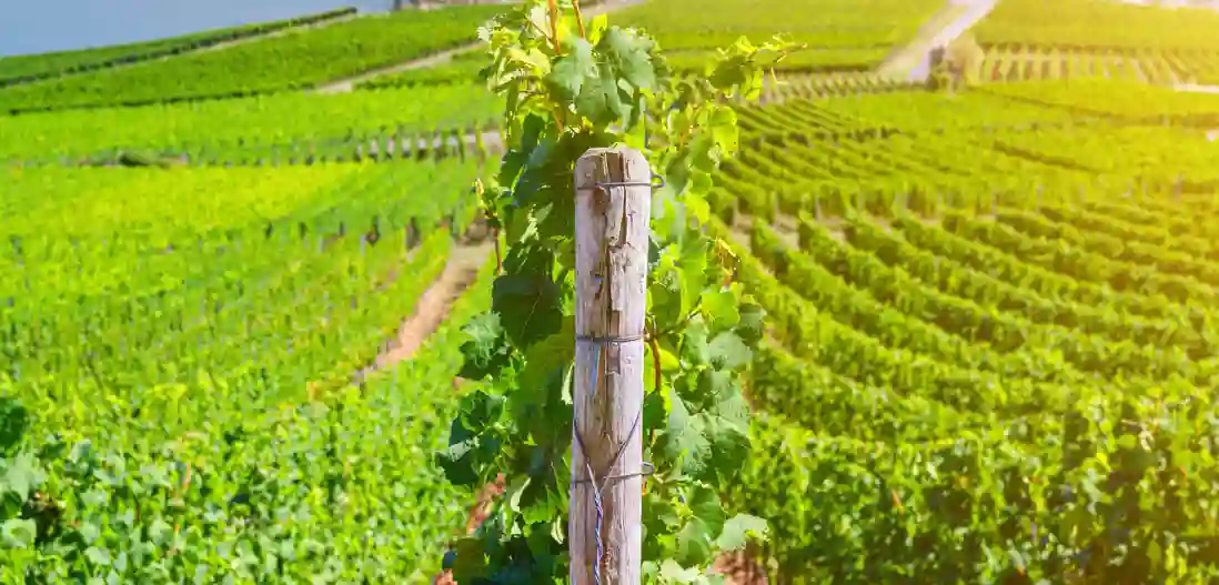 Vinmarker omkring Rüdesheim