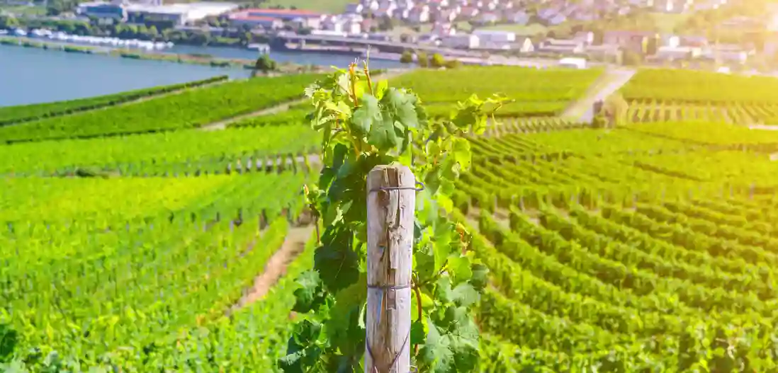 Vinmarker omkring Rüdesheim