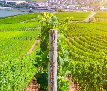 Vinmarker omkring Rüdesheim