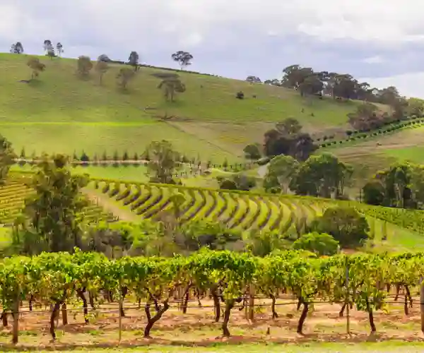Maleriske Hunter Valley