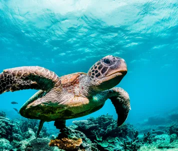 Kæmpe havskildpadde
