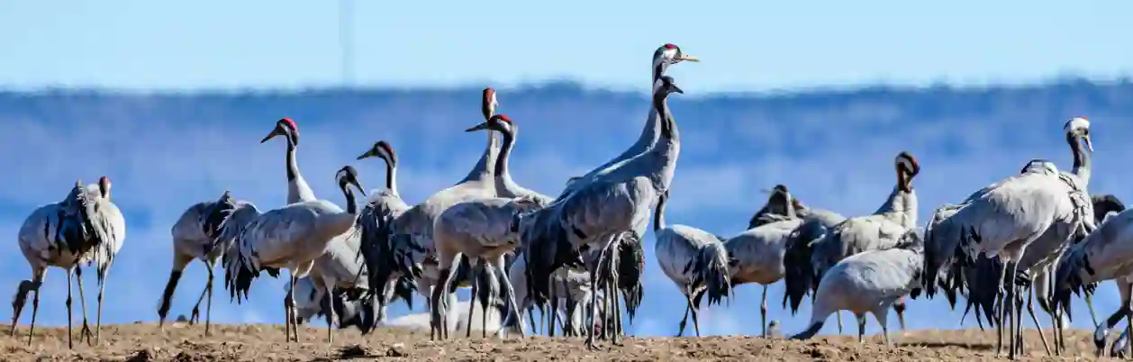 Traner ved Hornborgasjön