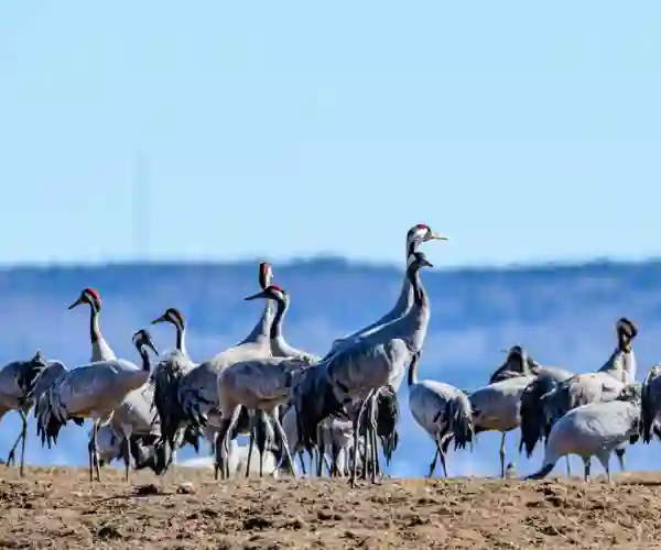 Traner ved Hornborgasjön