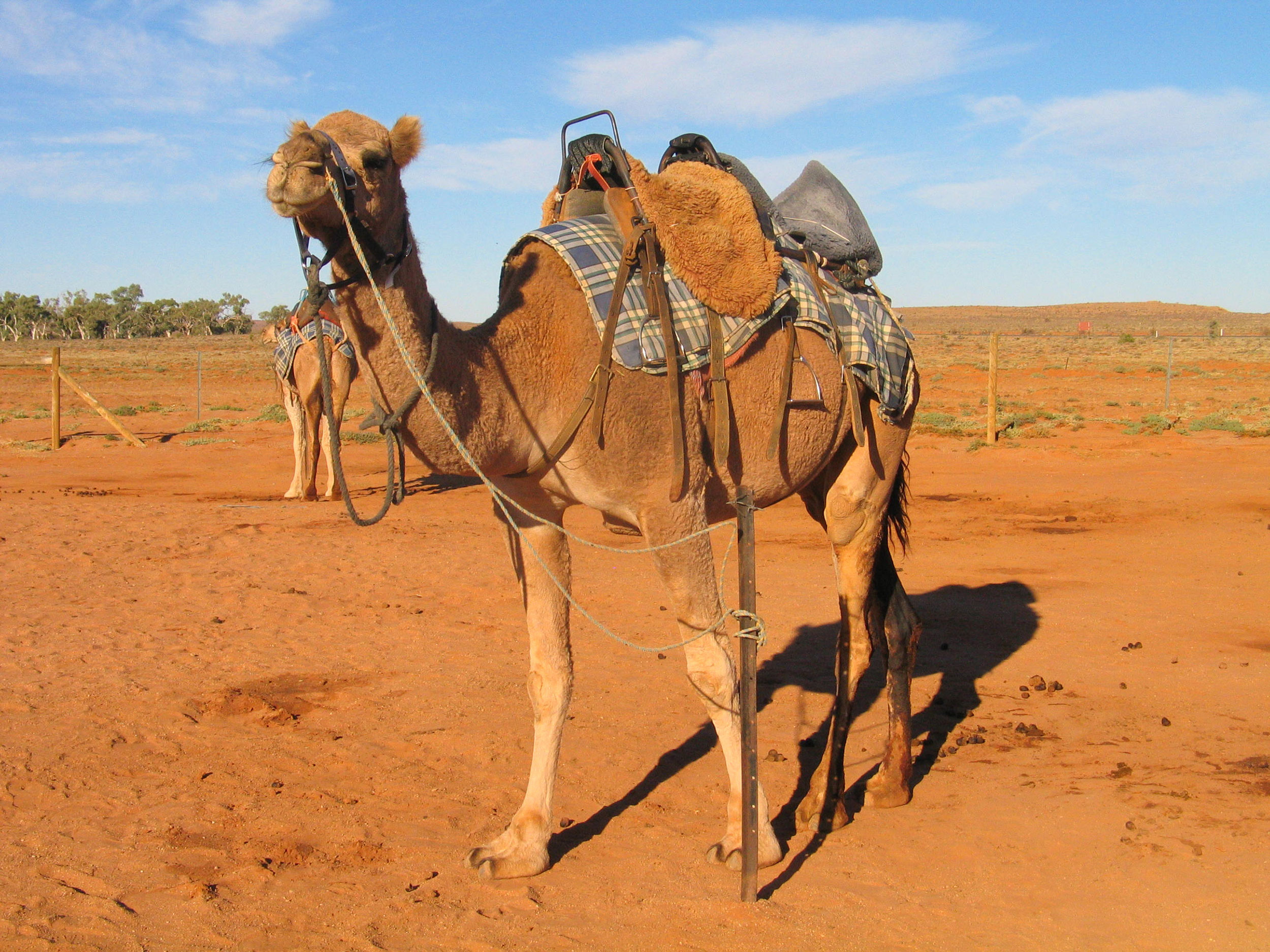 Kamel i Australiens outback