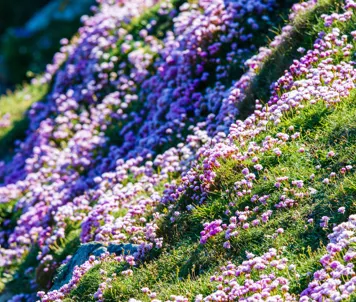 Shetlands blomstrende kyst