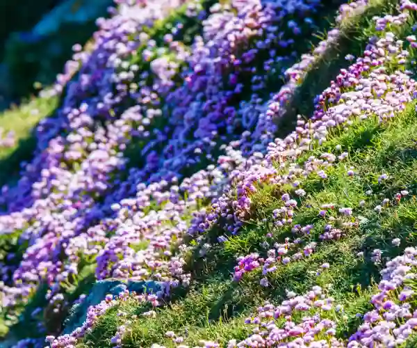 Shetlands blomstrende kyst