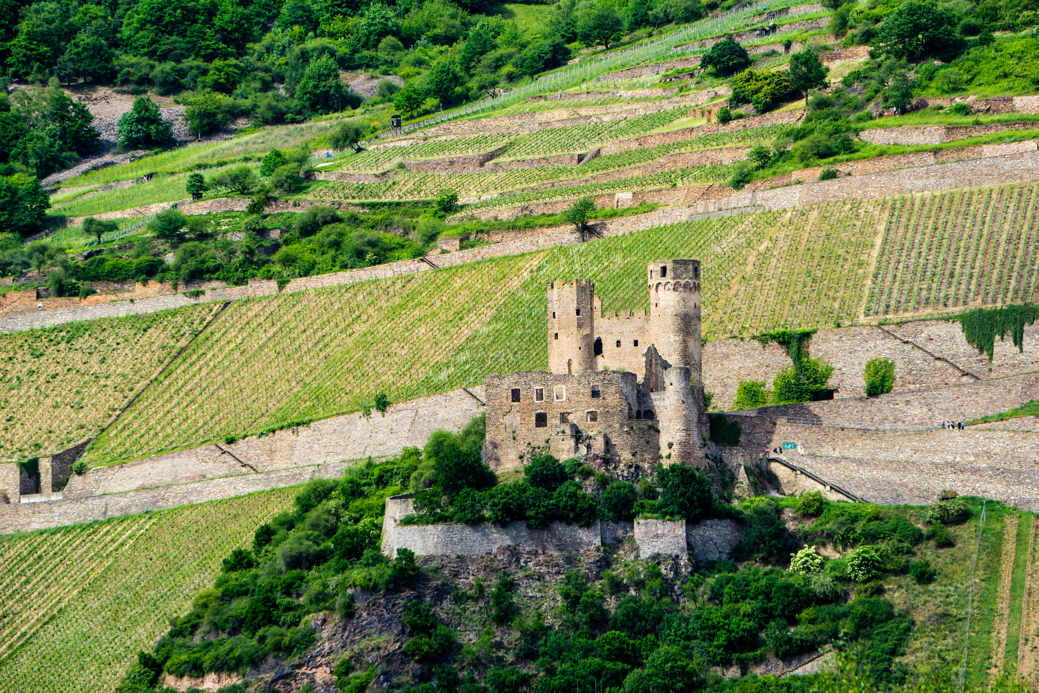 Ehrenfels slott i Rüdesheim langs Rhinen