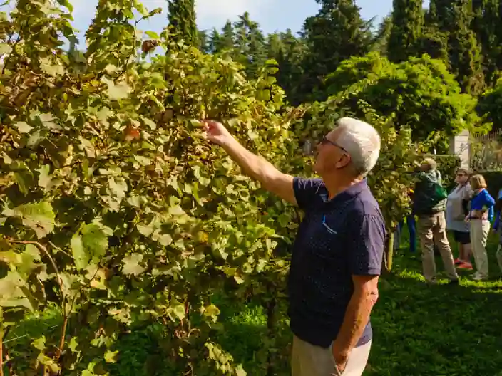 Gæst kigger på drueranker i Italien