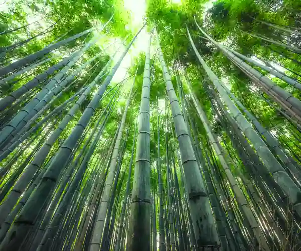 Arashiyama Bambus Skov