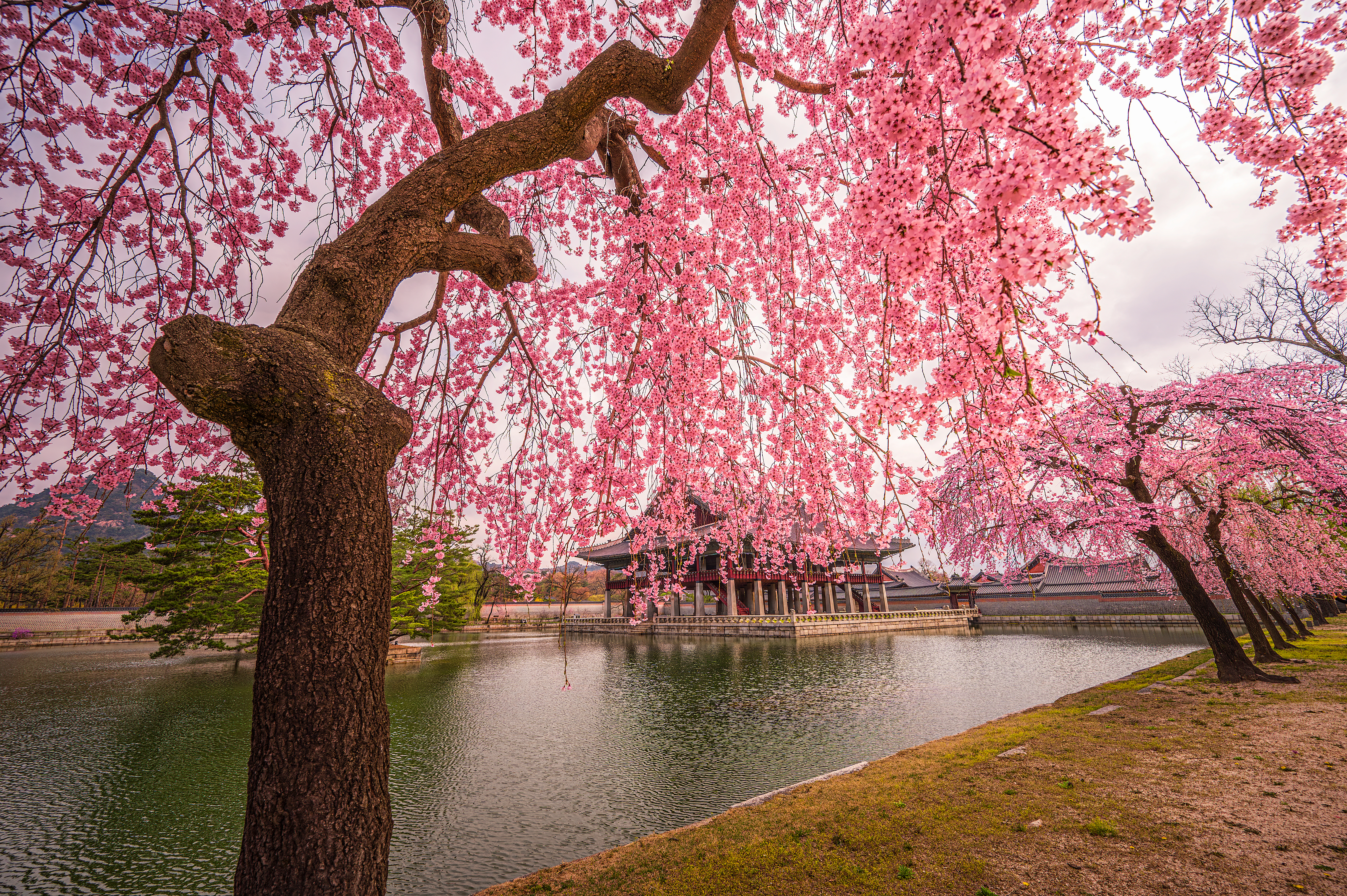 Kirsebærblomstring i Sydkorea