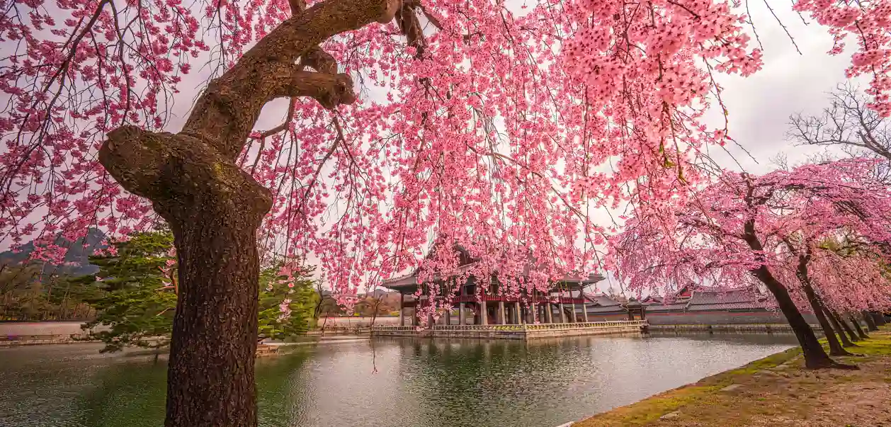 Kirsebærblomstring i Sydkorea