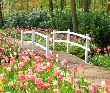 Keukenhof