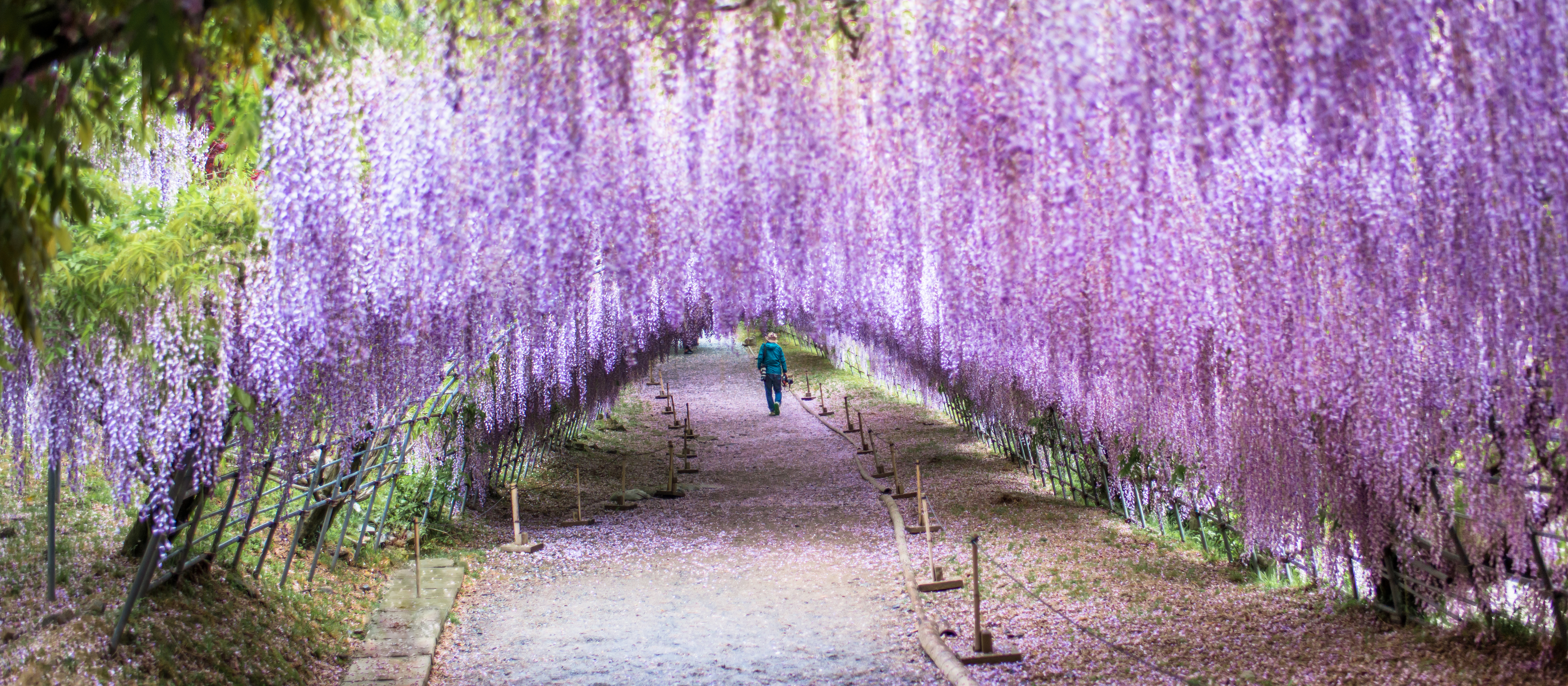 Blåregn i Kawachi Fuji Garden 