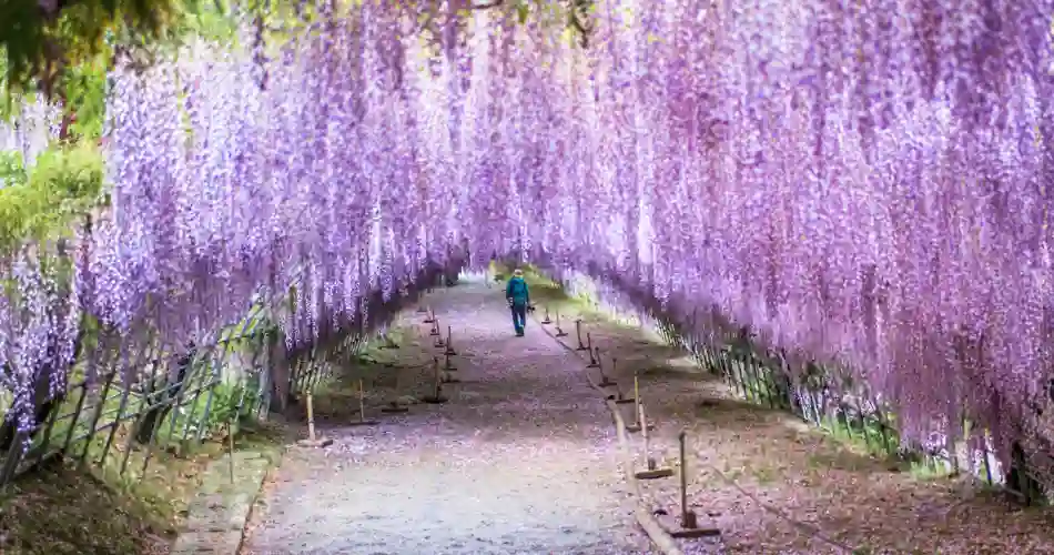 Blåregn i Kawachi Fuji Garden