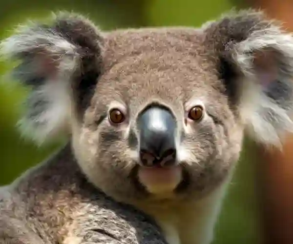 Du vil falde for den bløde koala