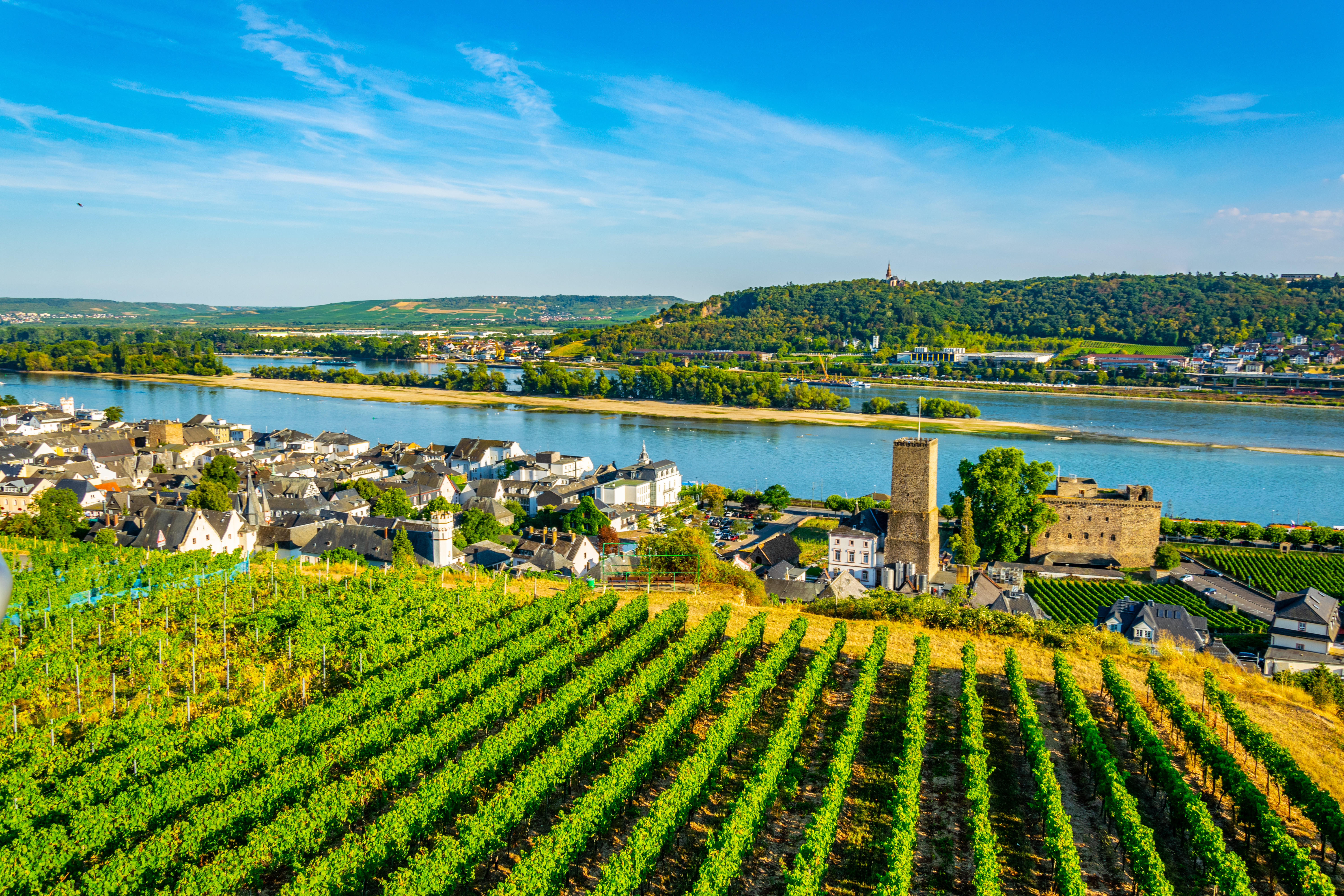 Vinmarker ved Rüdesheim