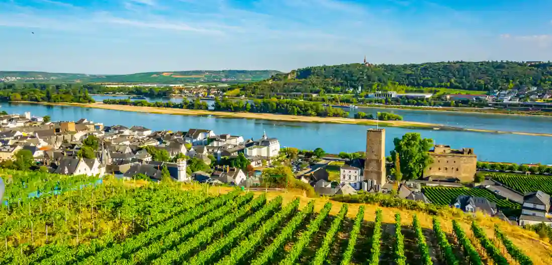 Vinmarker ved Rüdesheim