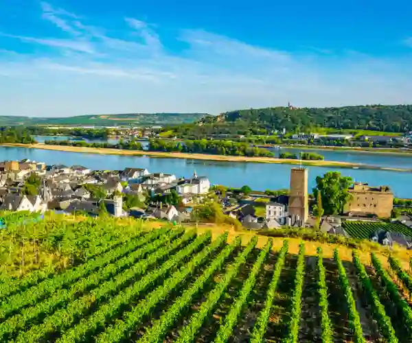 Vinmarker ved Rüdesheim