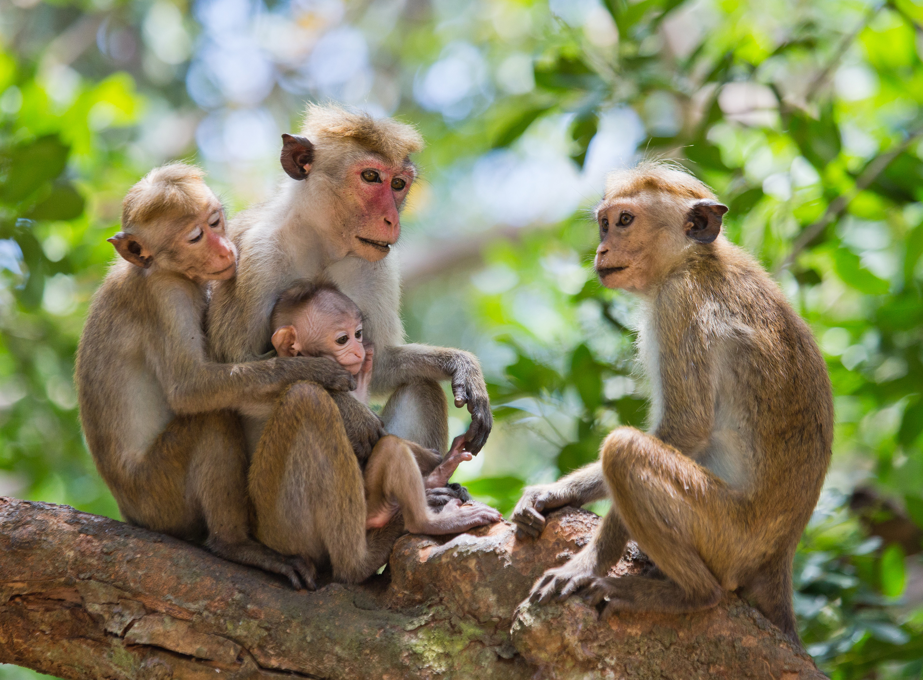 Yala nasjonalpark