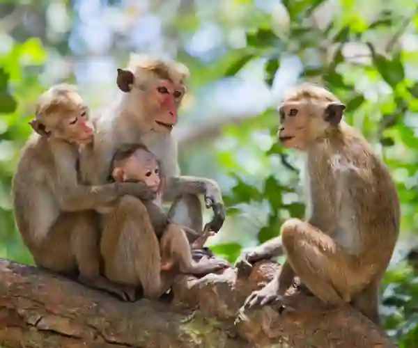 Yala nasjonalpark
