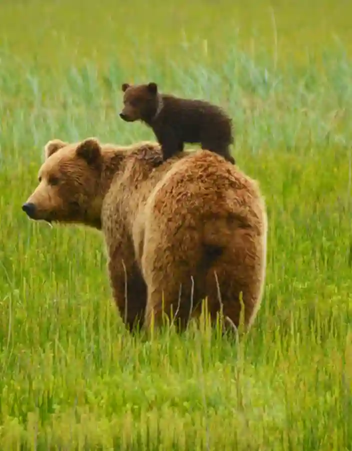 Björnmamma med sin unge på ståendes på ryggen
